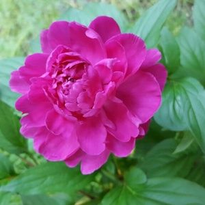 Meet your Posher, Diana